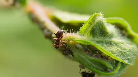 Ant and aphid, close-up Stock Footage 197075116
