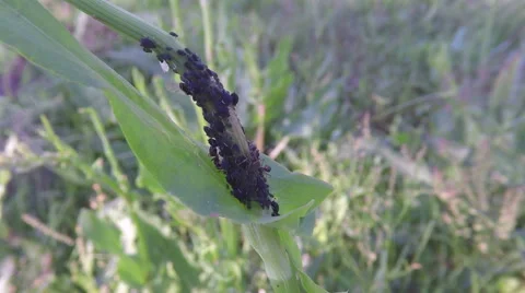 Ant and aphid collaboration on green grass leaf Stock Footage 68634704
