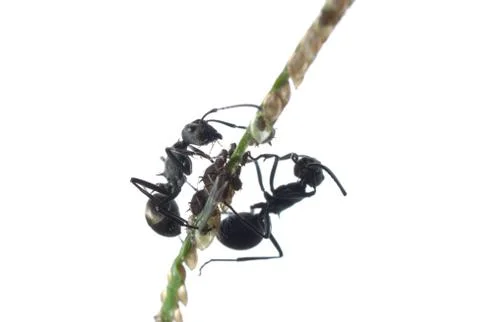 Ant and aphid Foto stock