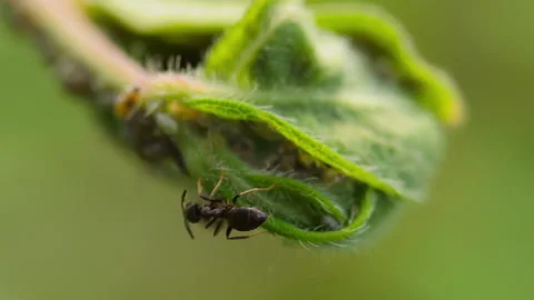 Ant and aphids on a branch Video stock 200705812