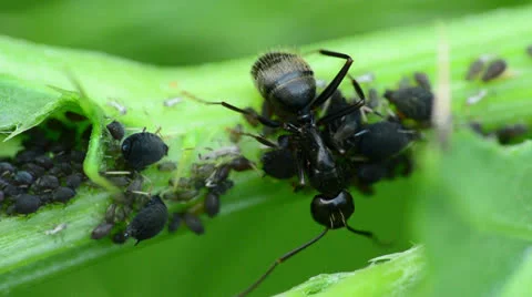 Ant And Aphids Stock Footage 24948183