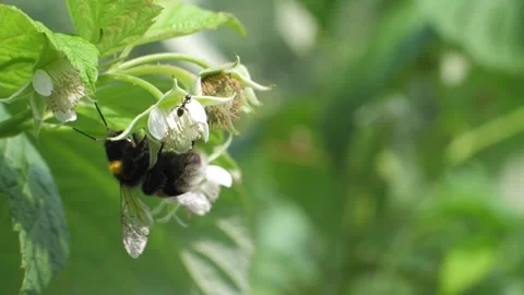 Ant and bumblebee crawl on raspberry flower in spring Video stock 287565501