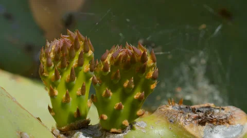 Ant and cactus Stock Footage 131543156
