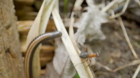 An ant and a centipede on the fallen twigs Stock Footage 137358232