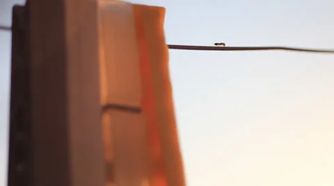 Ant and clothes peg Stock Footage 36457834