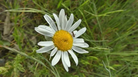 Ant and flower Stock Footage 197395628