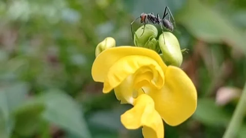 Ant and Flower Stock Footage 244722914