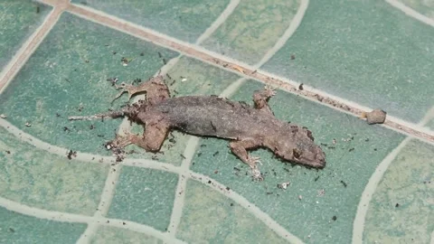 Ant and house lizard Stock Footage 292516175