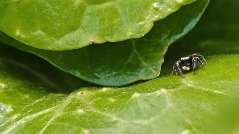 An ant and a jumping spider on a lush green leaf. Stock Footage 130196548