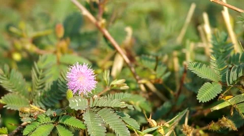 Ant and mimosa shoot Stock Footage 48348387