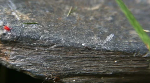 Ant and Red Mite Bug Macro CLose Up Shot in Slow Motion Stock Footage 63409212