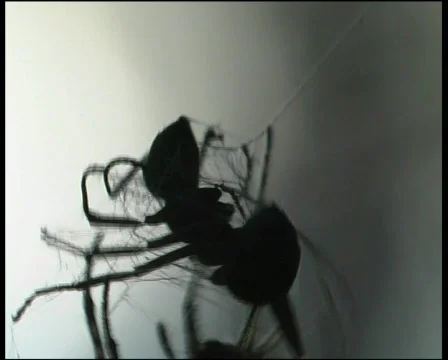 Ant and spider Video stock 565337
