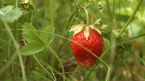 Ant and strawberries. Video stock 70131614