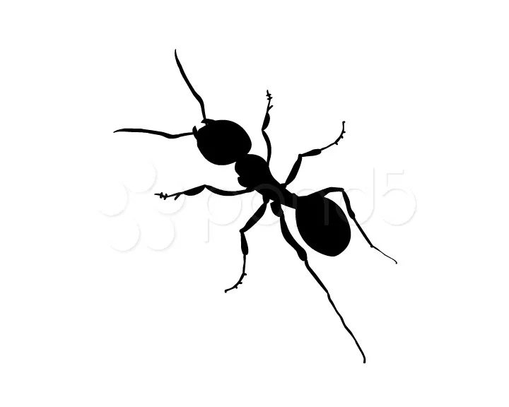 ANT Animation | Stock Video | Pond5
