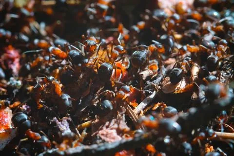 Ant in the anthill. Forest ant at work. Stock Photos