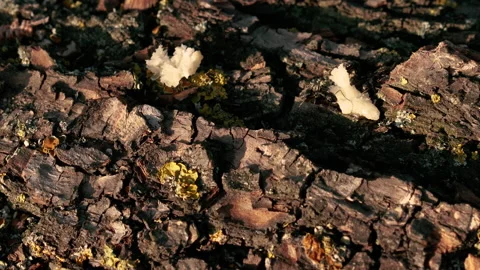 Ant. Ants drag a piece of bread along the bark of a tree. Stock Footage 131128024