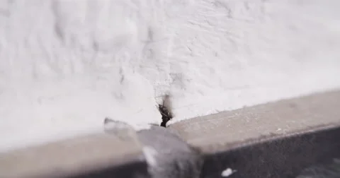 Ant Ants in House and Kitchen Stock Footage 52054173