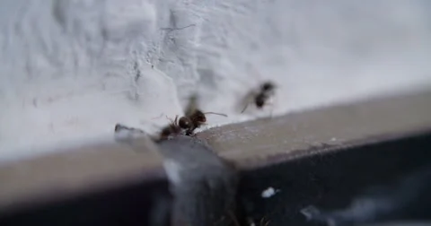 Ant Ants in House and Kitchen Stock Footage 52080461