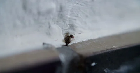 Ant Ants in House and Kitchen Stock Footage 52081135