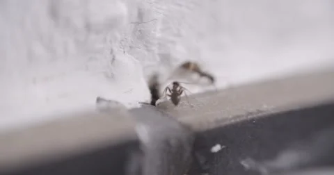 Ant Ants in House and Kitchen Stock Footage 52082255