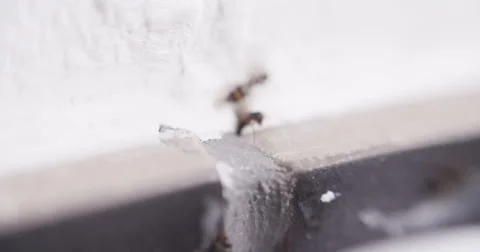Ant Ants in House and Kitchen Stock Footage 52082434