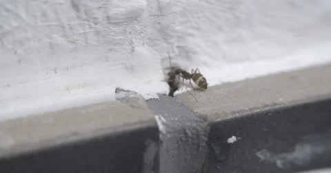 Ant Ants in House and Kitchen Stock Footage 52084602