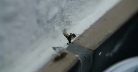 Ant Ants in House and Kitchen Stock Footage 52085898