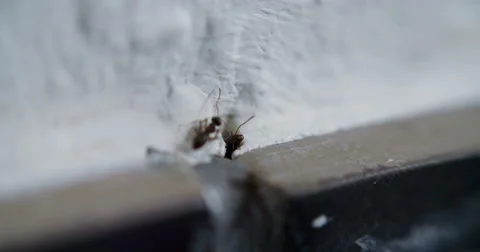 Ant Ants in House and Kitchen Stock Footage 52086221