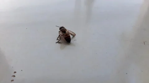 An ant approached a bee, the bee chased away the ant that was bothering it Stock Footage 284442313