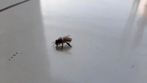 An ant approached a bee, the bee chased away the ant that was bothering it Stock Footage 284442326