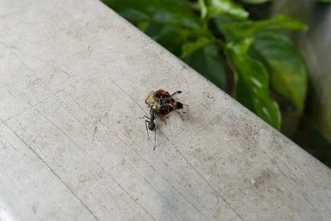Ant approaches a fallen bee on weathered wood Stock Photos