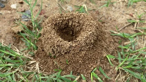 Ant are making hole on the ground Vídeos de archivo 167695183