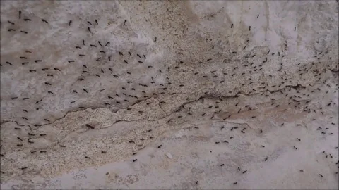 Ant Army Stock Footage 81339686