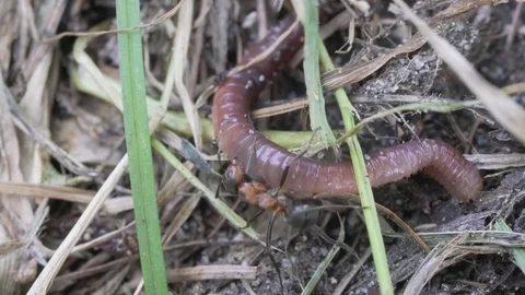 The ant attack the earthworm, fight, closeup Stock Footage