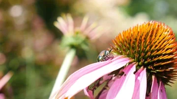 Ant attacking beetle NS Stock Footage 86140851