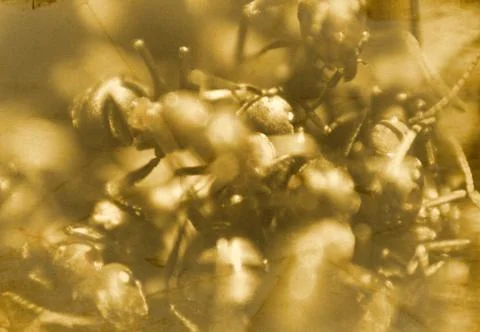 Ant background Stock Photos