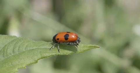 Ant bag beetle (Clytra laeviuscula) closeup 動画素材 133918295