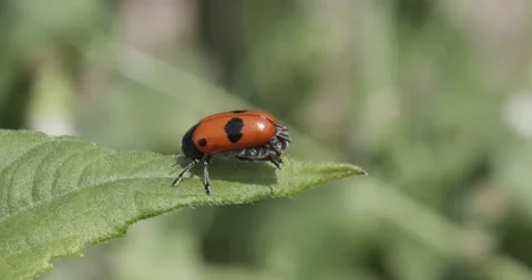 Ant bag beetle (Clytra laeviuscula) closeup Stock Footage 156200322