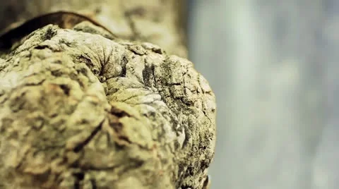 Ant on bark Stock Footage 23914926