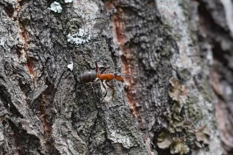 The ant on the bark of a tree 스톡 사진