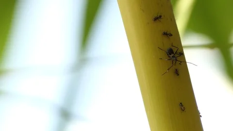 Ant battle Insect on bamboo. Stock Footage 99886498