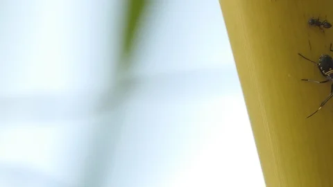 Ant battle Insect on bamboo. Stock Footage 99887896