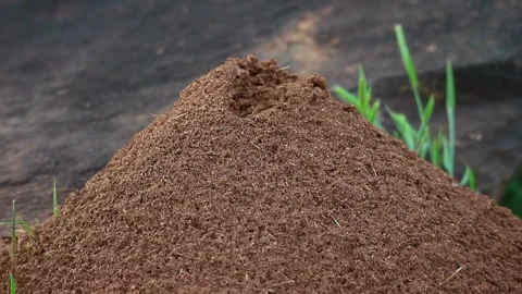 Ant Bed in Backyard Stock Footage 273257930