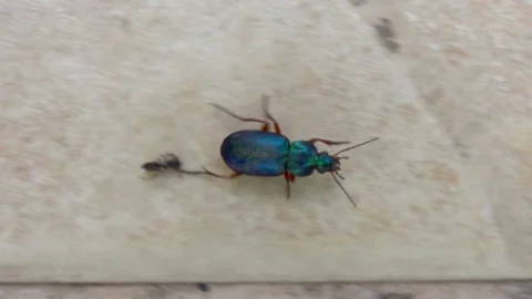 Ant beetle Stock Footage 154555031