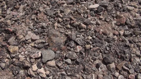 Ant big black insect walking asphalt gravel Stock Footage 318225693