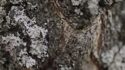 Ant on birch tree close up cinematic Alexa mini - two clip video bundle 스톡 동영상 246391589