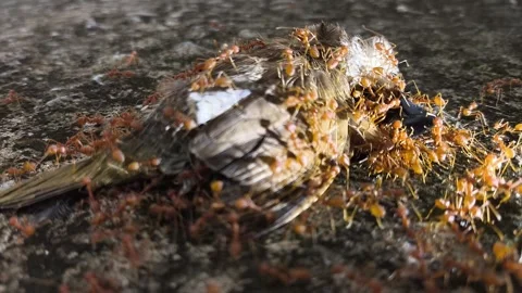 Ant bird2 Video stock 337762714