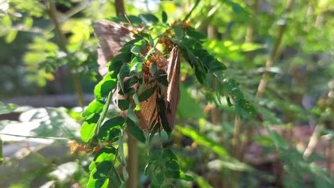An ant bites a butterfly that struggles to escape Stock Footage 258206101