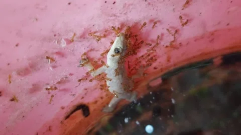 Ant bites lizard Stockbeeldmateriaal 266390115