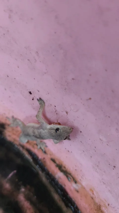 Ant bites lizard's neck Stock Footage 266380349